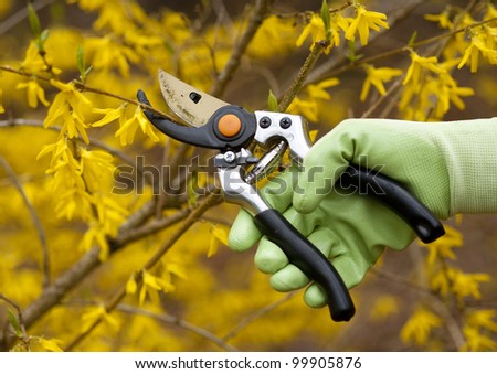 pruning shrubs with sharp pruners
