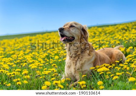 Golden retriever dog, dandelion meadow