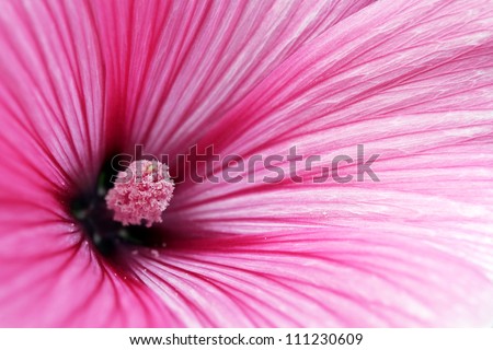 Macro of an Annual Mallow (Lavatera trimestris cv. Twin Hot Pink) flower.