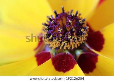 Detail of a yellow and red flower of Coreopsis tinctoria (Plains coreopsis or calliopsis).