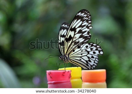A Paper Kite Butterfly (Idea leuconoe) sitting on a feeder in a butterfly garden in Switzerland (Kerzers Papiliorama).