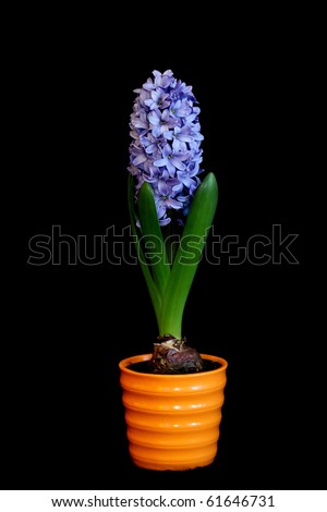 Dutch Hyacinth