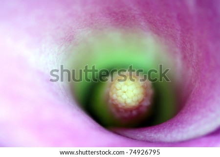 Abstract detail of a Calla Lily flower (Zantedeschia rehmanii - Pink Arum Lily, Pink Calla)