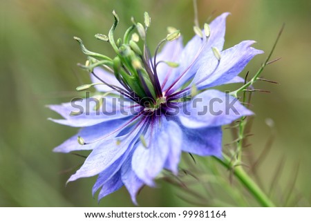 Close-up on a flower of Love-in-a-mist (Nigella damascena), an annual garden flowering plant belonging to the buttercup family (Ranunculaceae), native to Southern Europe.