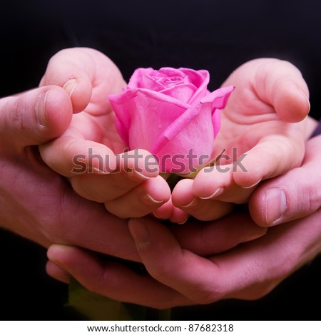 Boy\'s and girl\'s hands wih pink rose flower