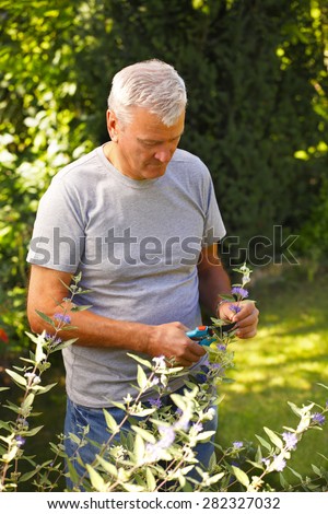 Portrait of senior man cutting plants while standing at garden at home.