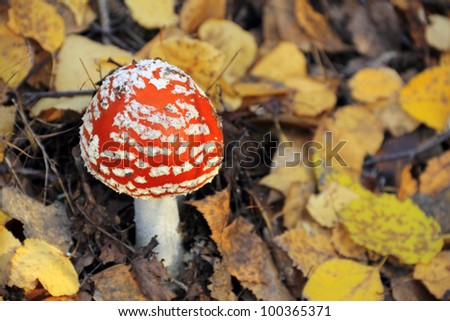 red mushroom in the woods among the fallen leaves