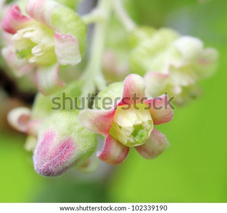 beautiful blossom of currant close up, macro