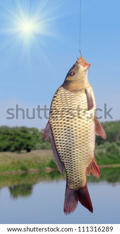 carp on a fishing hook on sky and river  background