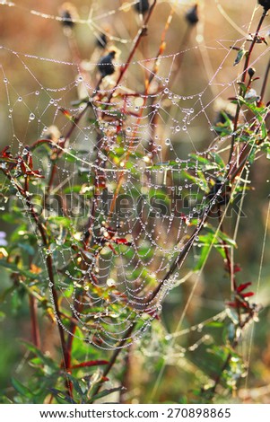After the rain, the hidden beauty of this cobweb appears