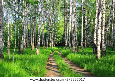 road in a spring birch grove