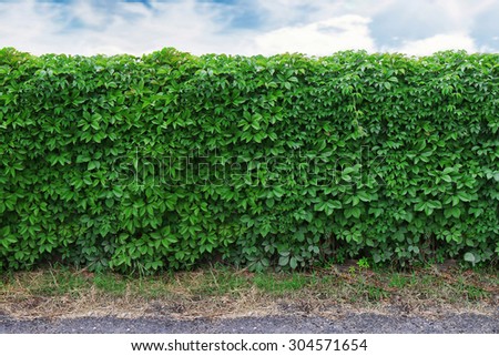 ideas for garden - Green ivy seamless texture