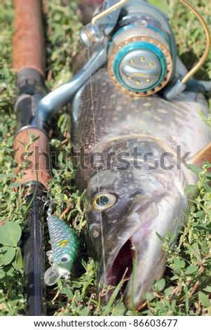 pike on the grass and fishing gear