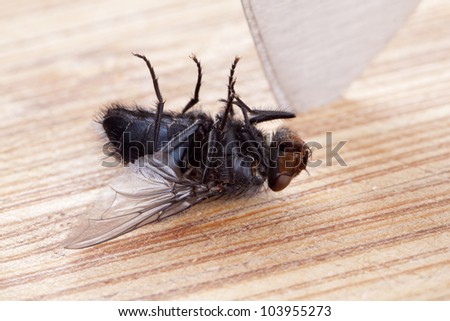 Dead fly on chopping board with knife