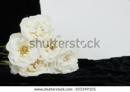 Sympathy or bereavement textured card and white roses on black velvet background. Copy space.