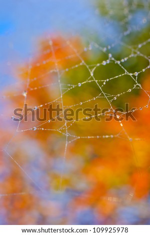 Spider web in autumn (fall) sunny morning, colorful background out of focus. Shallow depth of field. Droplets of water clearly in focus.