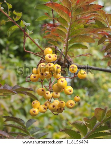 Sorbus Rowan Joseph Rock is an unusual mountain ash with berries that turn amber yellow in autumn instead of the more common red.