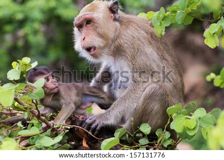 Monkey, mother with baby