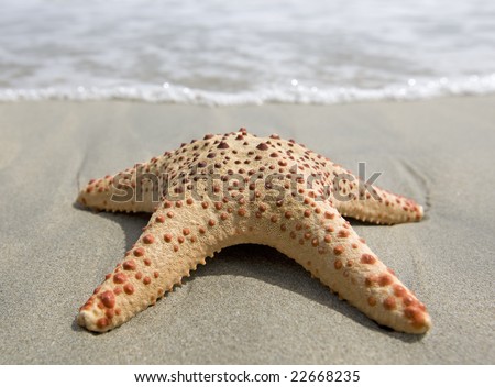 Starfish on the beach on the sandy ground