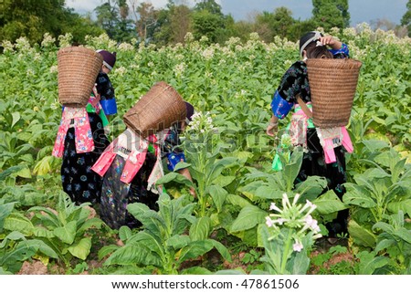 Harvest Tobacco