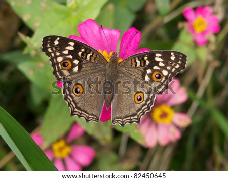 butterfly, close-up of insect in the nature sitting on flower