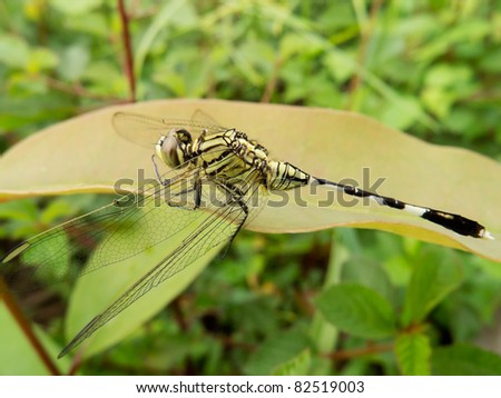 Dragonfly, close-up of insect in the wild sit on the plant