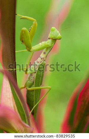 Praying mantis, close up of insect in the nature