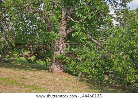 mulberry tree - very old morus nigra