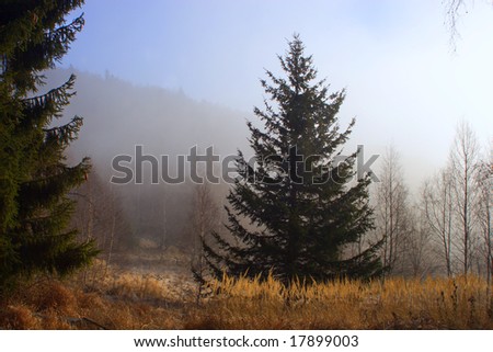morning forest and fog