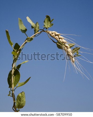 grain and climbing plant