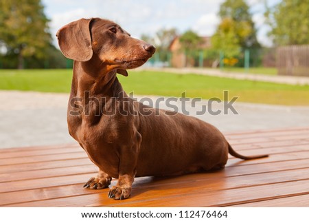 The brown dachshund sits on a terrace