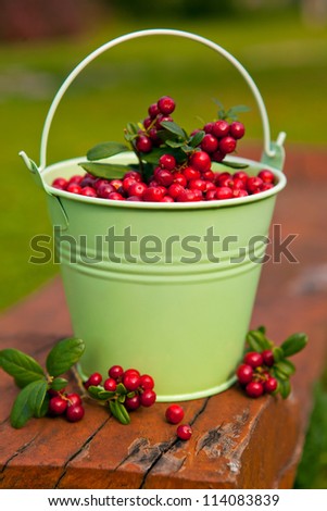 Wild berry a cowberry in a metal bucket