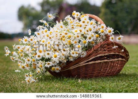 Wattled basket with camomiles on a green lawn