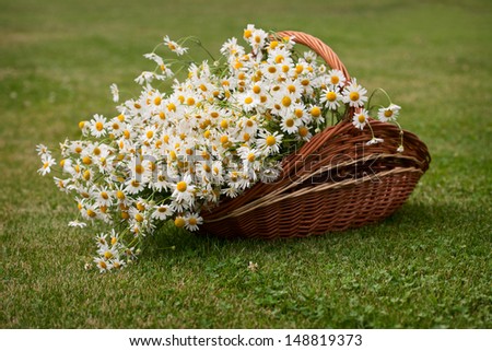 Wattled basket with camomiles on a green lawn