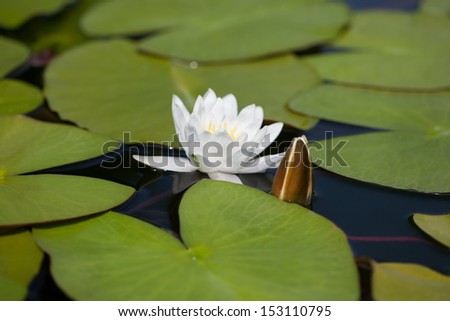 Fine water white lily on water