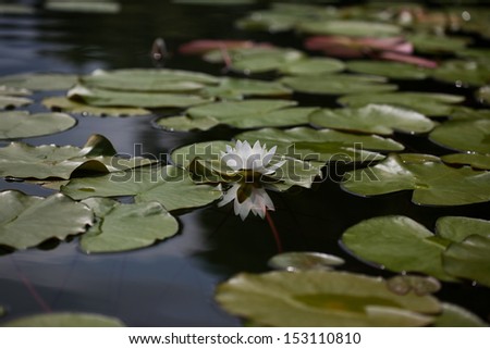 Fine water white lily on water
