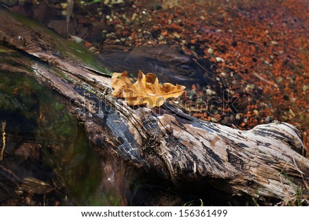 The yellow leaf of an oak lies on a tree trunk in water