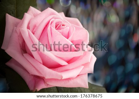 Rose flower on a background of color patches of light