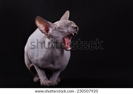 Cat of breed the Canadian sphinx on a black background