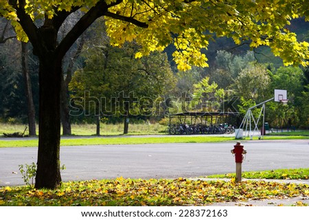 Sunlit park in autumn with basketball court in the background and fire hydrant below the tree.