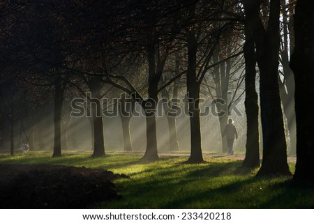 Person walking on a path surrounded by an avenue of trees. Sun rays can be seen through the fog and mist. There is also a dog on the path.