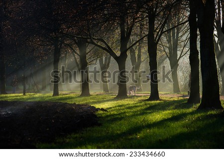 A dog standing along a gravel path with the sun rays shining through the misty fog that lingers between a beautiful avenue of trees near a field.