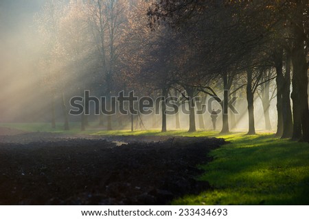 A person walking along a gravel path with the sun rays shining through the misty fog that lingers between a beautiful avenue of trees near a field.