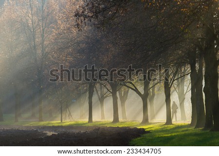 A person walking along a gravel path with the sun rays shining through the misty fog that lingers between a beautiful avenue of trees near a field.