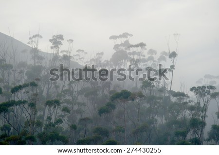 African trees in the fog.