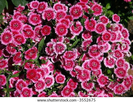 Sweet William (Dianthus barbatus) is a flowering plant in the family Caryophyllaceae, native to the mountains of southern Europe from the Pyrenees east to the Carpathians and the Balkans.