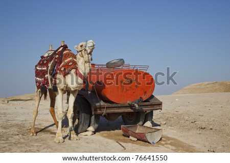Camel and tank with water, beduins camp, Israel