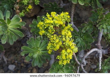 Aeonium gomerense is a native plant   to the Canary Islands (Gomera, Tenerife)