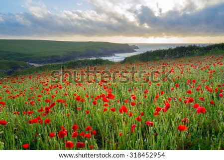 Sunset over a Field of Poppies and wild flowers above Porth Joke beach near Newquay Cornwall England UK Europe