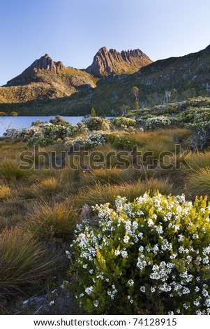 Wild flowers next to Dove Lake and Cradle Mountain  Tasmania, Australia